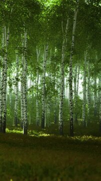 Tall trees stand together in a green forest. Rays of light shine through the leaves. The ground is covered in green grass. The scene shows a natural environment in the morning.