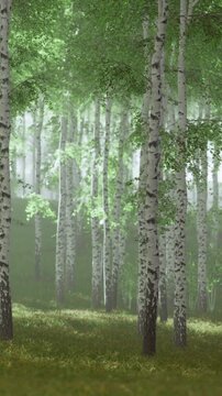 Tall trees stand in a forest, surrounded by mist and soft light. The ground is covered with grass and greenery. The scene captures a quiet moment in nature early in the day.