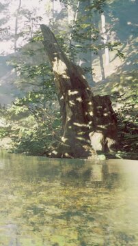 Sunlight filters through trees in a forest setting. A large, moss covered stump stands by the edge of a pond. Reflections of greenery are visible on the waters surface.