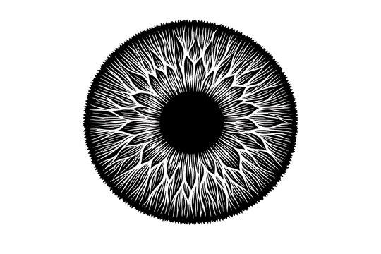 Stylized illustration of a human eye iris with black and white biological illustration monochrome abstract close-up