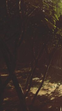 A path winds through a forest with tall trees. The light of evening filters through the leaves. The scene shows shadows and a sense of depth in nature.