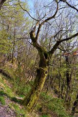 Fototapeta premium forest on the Crocetta Pass trail, Rapallo, Italy