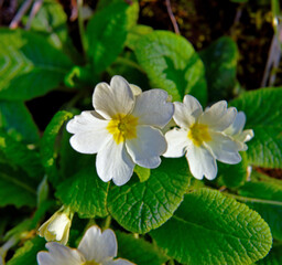 Obraz premium Primula vulgaris, a perennial herbaceous plant known as the common primrose