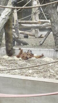 Orangutan resting in zoo enclosure