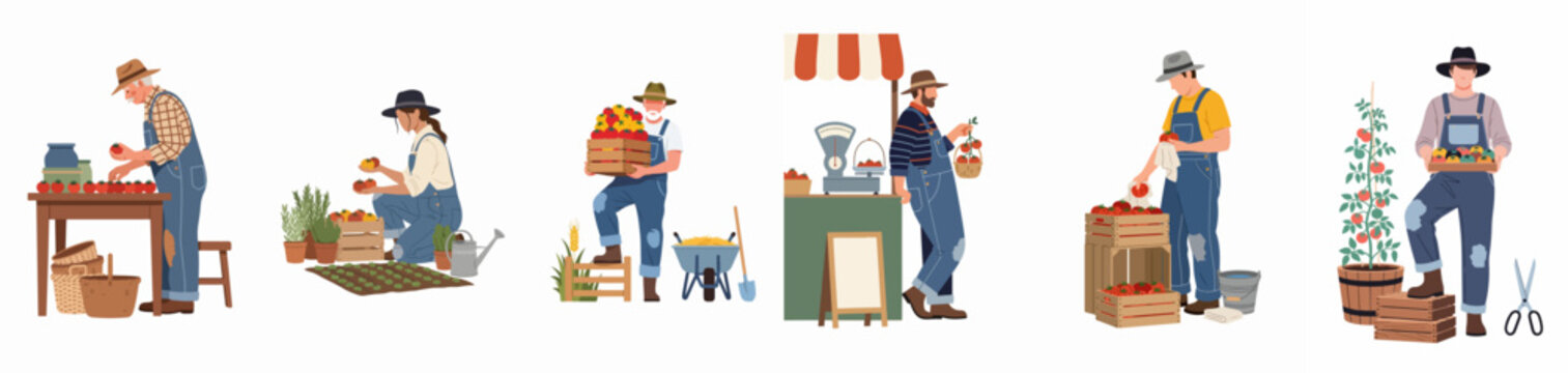 Flat illustration set featuring various farmers harvesting, sorting, and selling fresh organic tomatoes at a local market.
