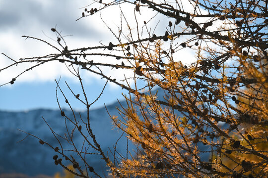 autunno paesaggio larice aghi 
