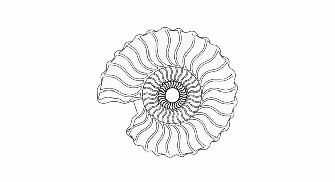 Spiral shell cross-section with intricate, wavy chambers and serrated outer edge