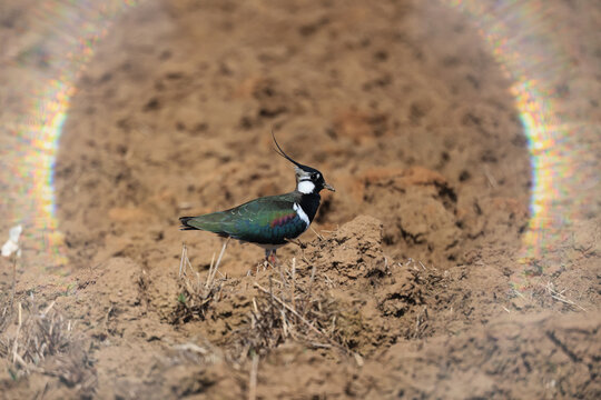 Lapwing, a bird in the field, wildlife in spring
