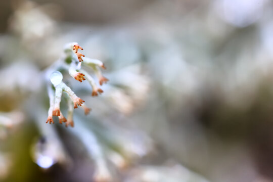 A close-up of moss in the forest, a small natural ecosystem in the photo