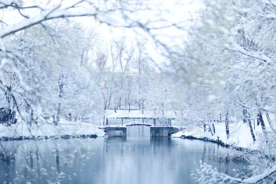 Tree branches covered in snow in a winter park, nature background, seasonal backdrop photo