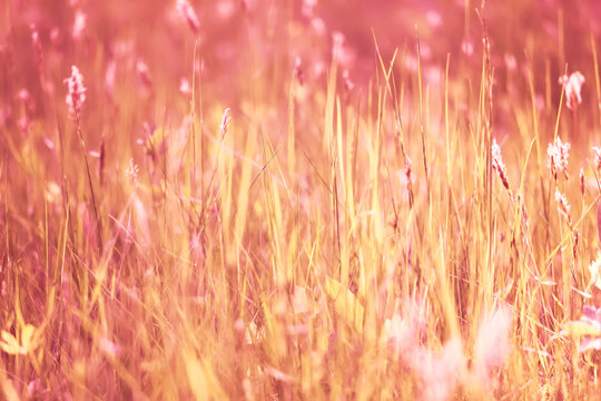 Summer warm yellow background of wildflowers and grass, nature backdrop