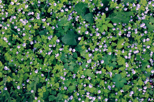 Small blue flowers, natural ground cover, fast-growing plants