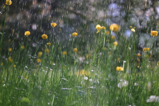 summer rain on the background of green grass, drops in motion background of fresh nature