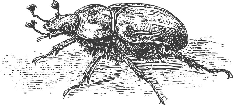 detailed hand drawn rhinoceros beetle illustration with textured body and articulated legs in vintage