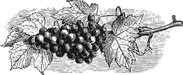 Obraz premium Vintage grapevine illustration with ripe grape clusters and detailed vine leaves, botanical art design