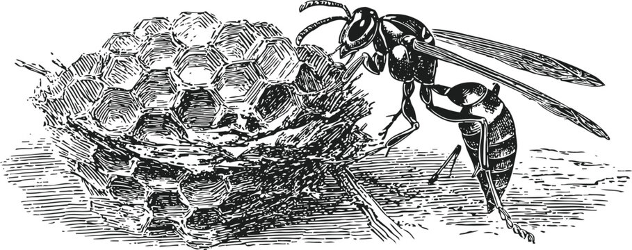 wasp building honeycomb nest with hexagonal cells in detailed vintage engraving illustration