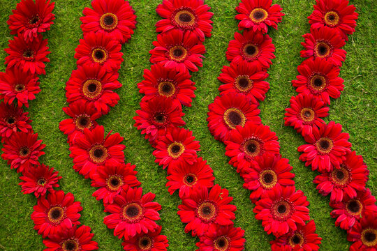 Red gerbera daisies arranged in floral pattern