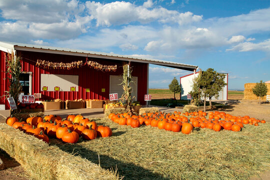 Pumpkins for sale at farm stand  in autumn