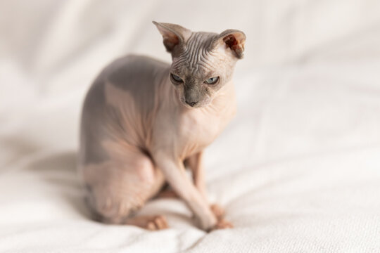 Sphynx cat 8 months on sofa indoors. Friendly pet