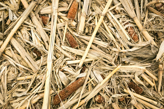 Small dried corn cobs natural texture close up