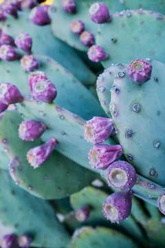 Prickly pear cactus pads with purple flower buds