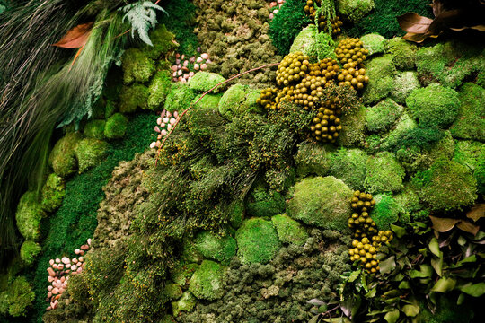 Green moss and botanical textures in natural arrangement
