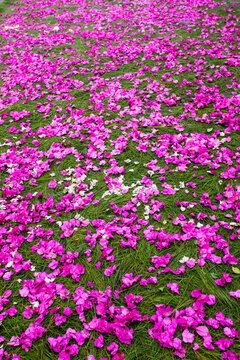Pink flowers blooming as colorful groundcover