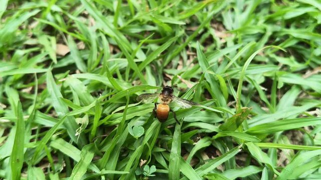 A Dead honey bee on green grass. Amidst the lush, spreading blades of grass green as leaves a solitary bee lies lifeless. Once an untiring worker of the hive, today she lies dead in this grassy meadow