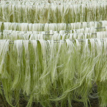 Henequen agave fibers hanging to dry in Mexico