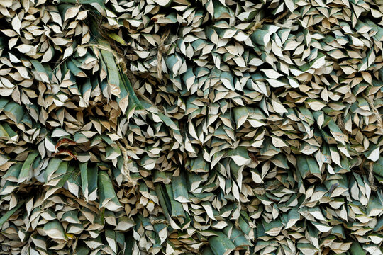 Stacked henequen agave leaves for fiber production in Mexico