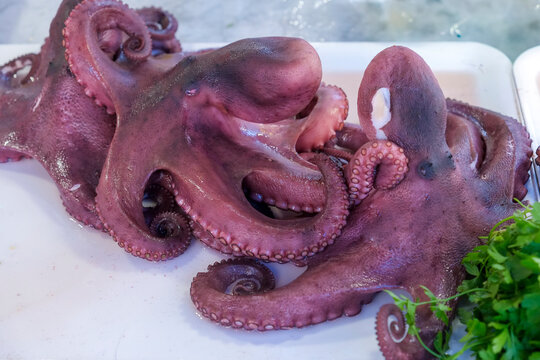 Whole octopus on display at seafood market