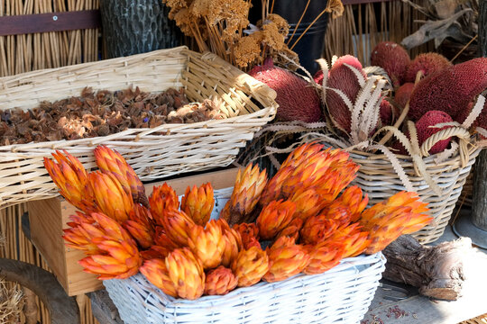 Dried fall botanicals and seed pods in rustic baskets