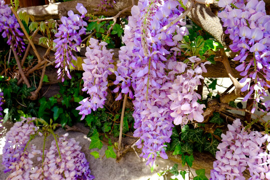 Purple wisteria flowers hanging in garden