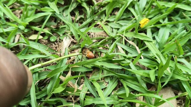 A Dead honey bee on green grass. Amidst the lush, spreading blades of grass green as leaves a solitary bee lies lifeless. Once an untiring worker of the hive, today she lies dead in this grassy meadow