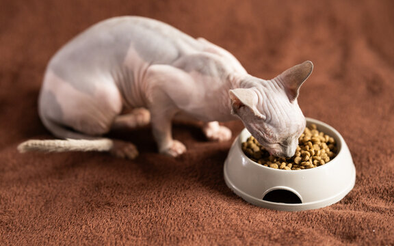 Sphynx cat eats dry food from bowl