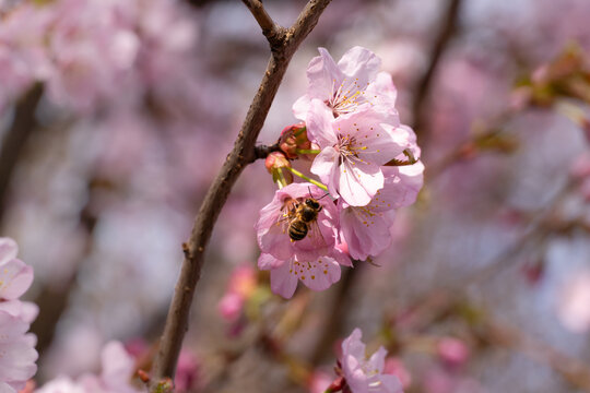 Honey bee collecting pollen on beautiful pink cherry blossom flowers on tree branch in sunny spring garden. Honeybee pollinating blooming sakura in park.