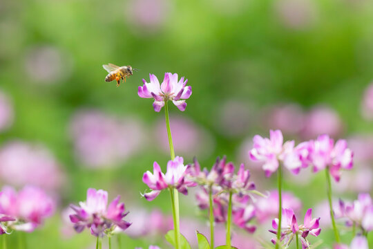 春の陽だまりの中でレンゲの花を訪れるミツバチ