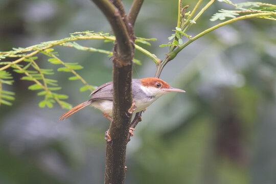 Rufous-tailed Tailorbird perched on a branch