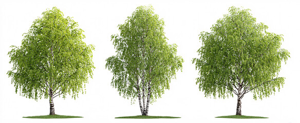 Naklejka premium Three playful Betula pendula trees dance on a crisp white stage ready for spring.