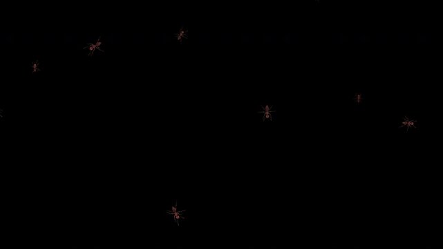 3D loop of realistic ants running from top and bottom. They meet in the center, adjust paths to avoid collision, and continue. Perfect 4K resolution animation with alpha channel.