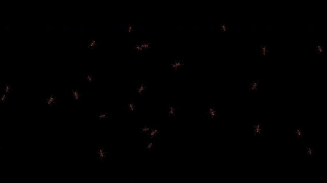 A medium number of realistic ants run from top and bottom toward each other, avoiding collisions in the center and changing direction naturally. Seamless loop 4K 3D animation with alpha channel.