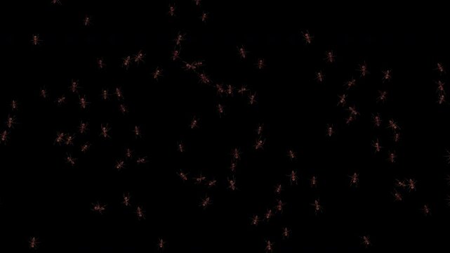 A large number of realistic ants run from top and bottom toward each other, avoiding collisions in the center and changing direction naturally. Seamless loop 4K 3D animation with alpha channel.