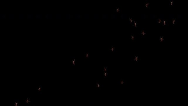 Realistic ants move upward from bottom right to left with chaotic natural motion. Seamless loop 4K 3D animation with alpha channel, ideal for overlays, VFX, and macro insect scenes.