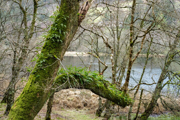 Fototapeta premium Moss covered tree leans beside a quiet lake