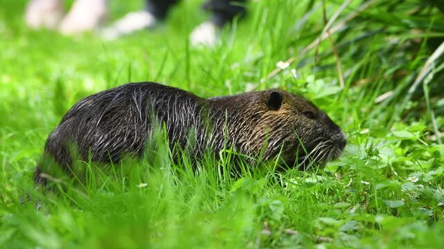 Nutria river rat on meadow, coypu herbivorous, semiaquatic rodent, Myocastoridae at water pond, wildlife animal, habitat wetland