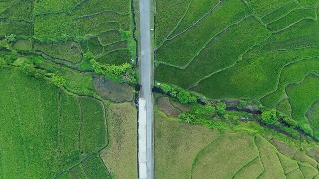 High angle shot reveals lush rice fields split by a narrow road. Ideal for travel destination.
