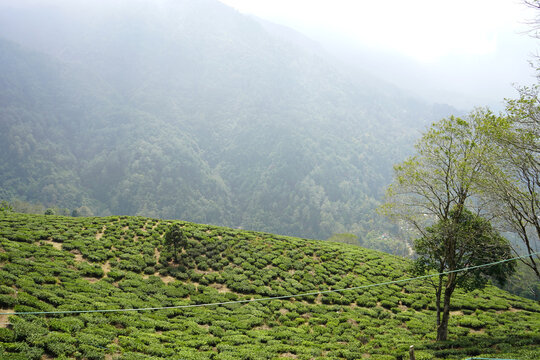 Panoramic view of a lush green tea plantation nestled on a misty mountain hillside at Darjeeling