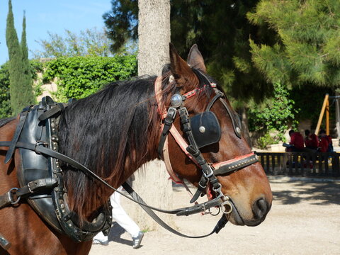 Carriage horse with bridle and blinders in Palma de Mallorca &ndash; tourist scene with natural background. Close-up.