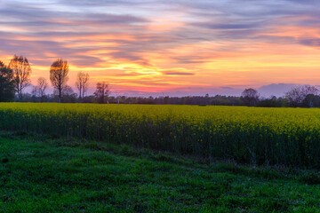 Naklejka premium Country landscape near Cinisello Balsamo, Milan province, Italy, in a springtime evening