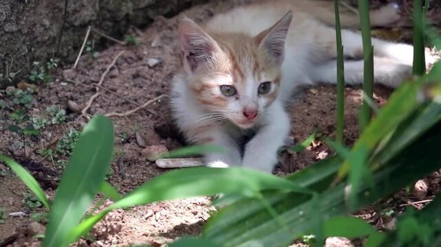 mesmerizing and cute white Kitten hiding in harden foliage